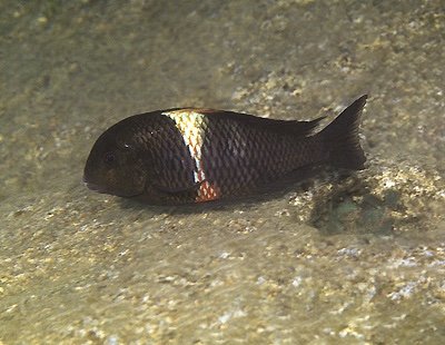 Tropheus sp. 'black' Magara
